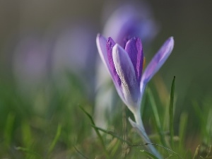 Spring, Colourfull Flowers, lilac, crocus