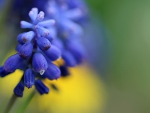 Spring, Colourfull Flowers, Muscari, blue