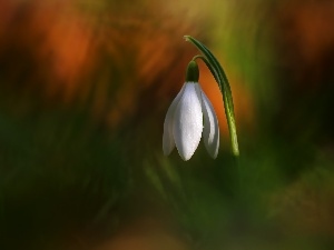 Spring, Colourfull Flowers, Snowdrop, White