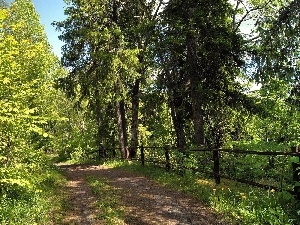 Way, Spring, forest