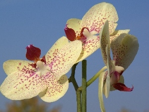 flakes, stalk, orchid