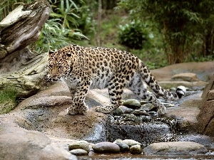Stones, Leopards