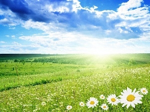 sun, clouds, rays, Meadow, Flowers, woods
