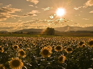 sunflowers, sun, Field
