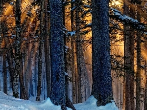 sun, rays, winter, forest