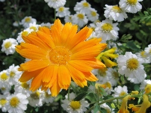 Colourfull Flowers, Marigold Medical, Orange