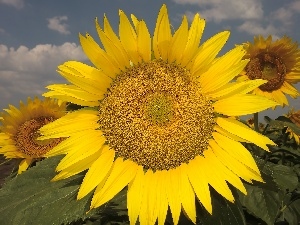 Sunflower, Colourfull Flowers, Yellow