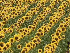 sunflowers, Field