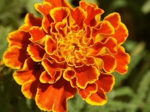flower, Tagetes, Orange