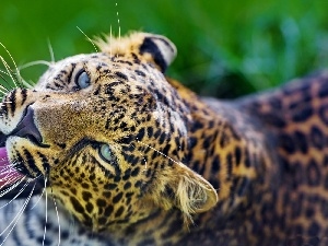 The look, Eyes, Leopards, Head