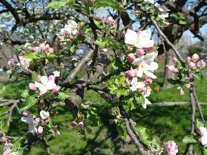 apple-tree, Blossoming