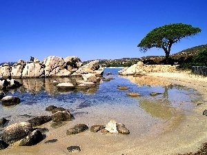 trees, coast, sea, rocks