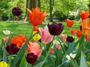 trees, Lawn, color, viewes, Tulips