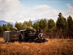 trees, forest, locomotive, viewes, Mountains