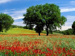 trees, papavers, Meadow, viewes, Flowers