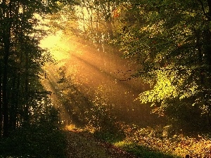 trees, forest, rays, viewes, sun