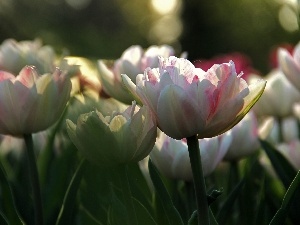 Tulips, flakes, white and Pink