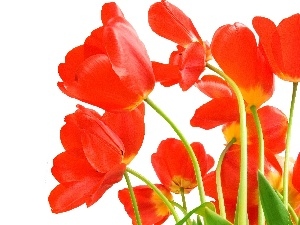 developed, Tulips, Red