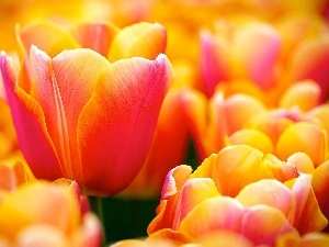 Tulips, Orange