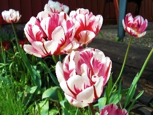 Pink, Tulips, white