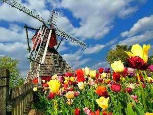 Tulips, Field, Windmill, Fance