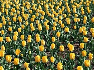 yellow, tulips, plantation