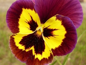pansy, Two-tone