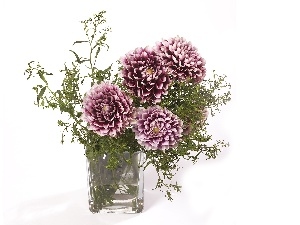 Vase, dahlias, purple, White
