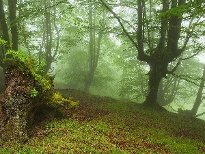 viewes, trees, forest, Fog
