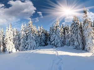 Covered, viewes, rays of the Sun, snow, trees