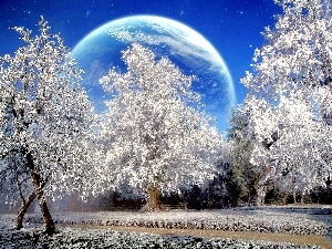 viewes, trees, winter, Planet