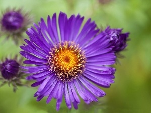 Violet, Aster, Colourfull Flowers