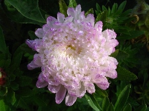 Violet, white, Colourfull Flowers, Aster