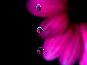water, drops, Colourfull Flowers, Gerber