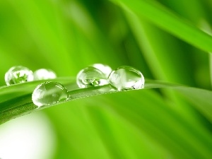 water, drops, grass, ##