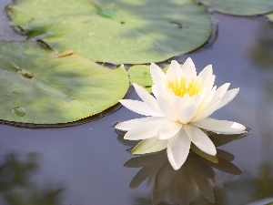 Lily, water, White