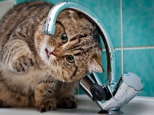 water, tap, kitten, play, Bathroom