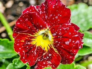 water, drops, Red, pansy