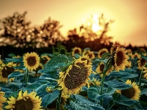 west, sun, Nice sunflowers