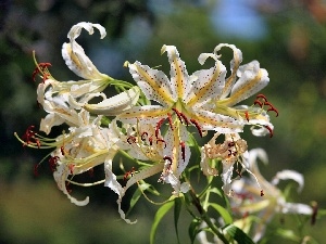 White, tiger Lilies, Colourfull Flowers