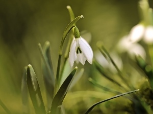 White, Colourfull Flowers, Snowdrop