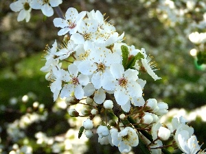 White, fruit, flourishing, Flowers, trees