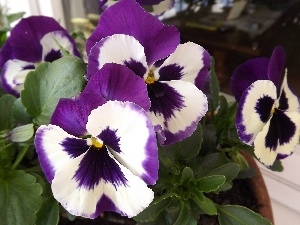 White, purple, Flowers, pansies