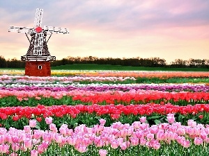 Tulips, Windmill, Field