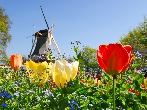Windmill, Tulips