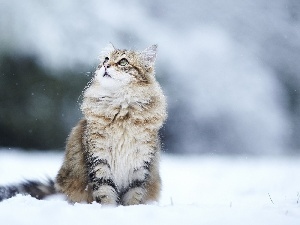 winter, snow, kitten, surprise