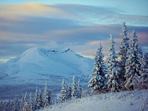 winter, Spruces, Sky, Mountains
