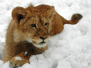 snow, winter, Lion
