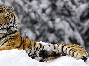 winter, tiger