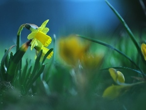 Yellow, Colourfull Flowers, jonquil